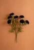 Bundle of Black Ball Dahlias