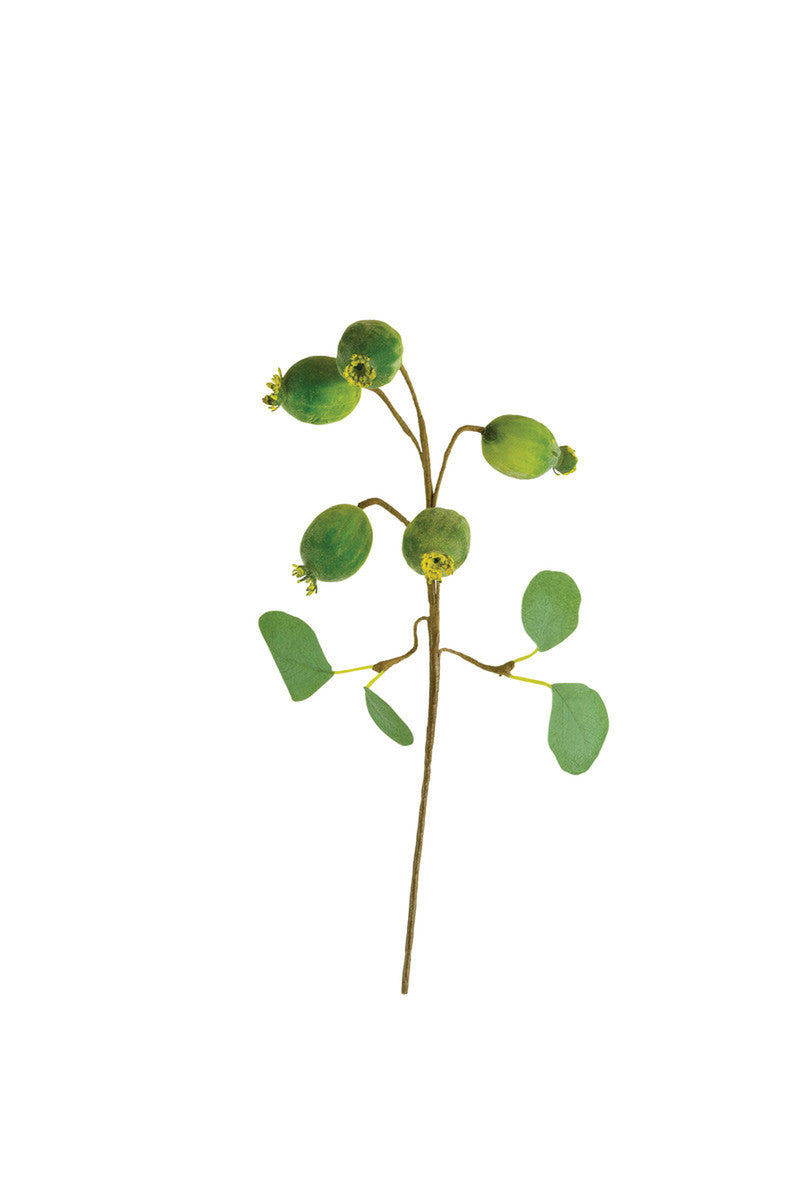 Botanica Branch