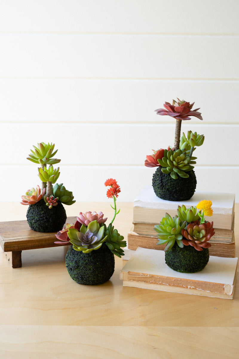moss ball succulent Succulent Moss Balls – Kennedy Sue Gift & Home