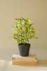 Artificial Schefflera in Black Plastic Pot