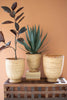Split Cane Baskets