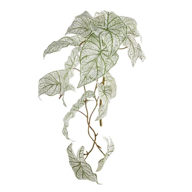 Caladium Spiller Stem