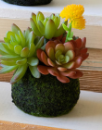 Succulent Moss Balls