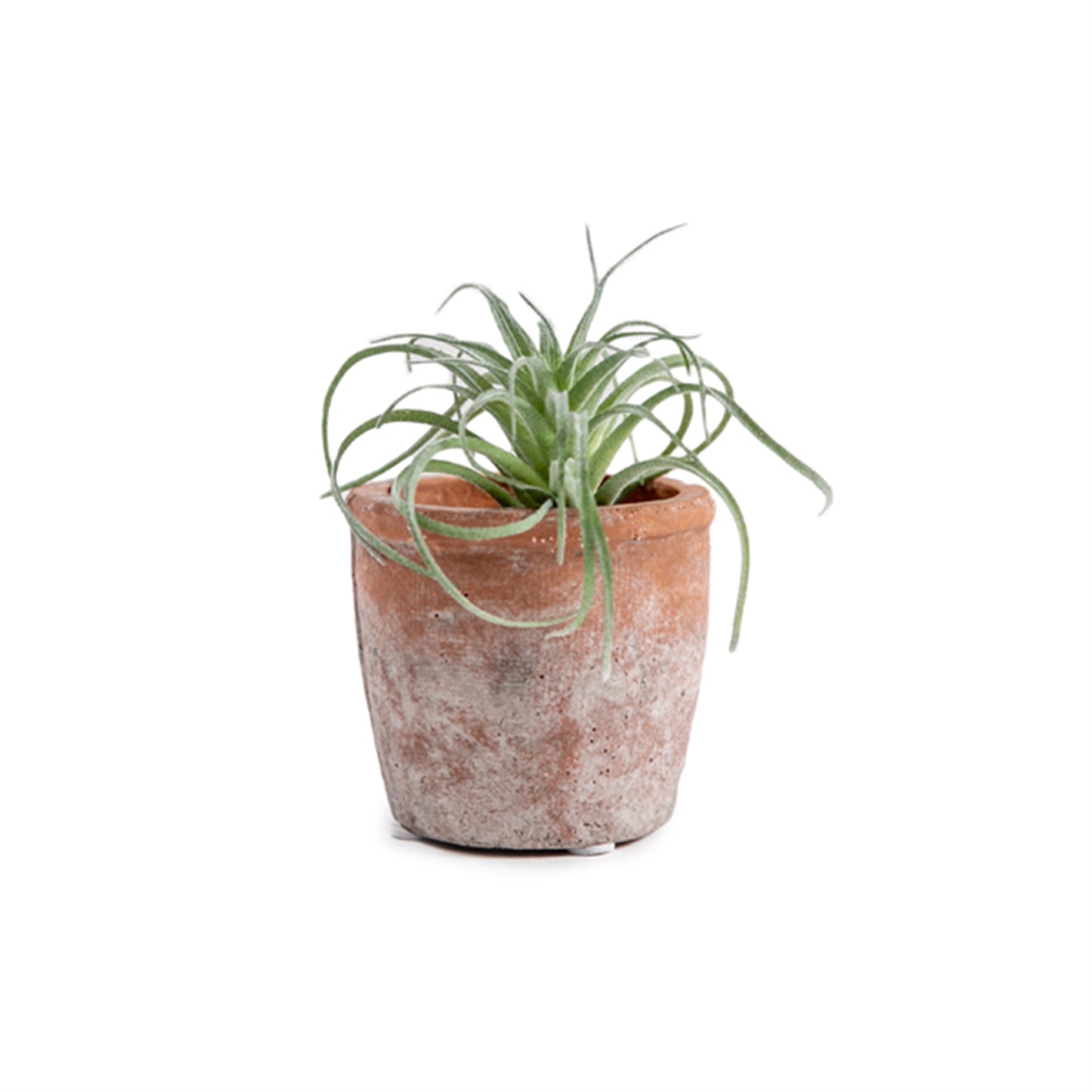 Faux Tillandsia Air Plant