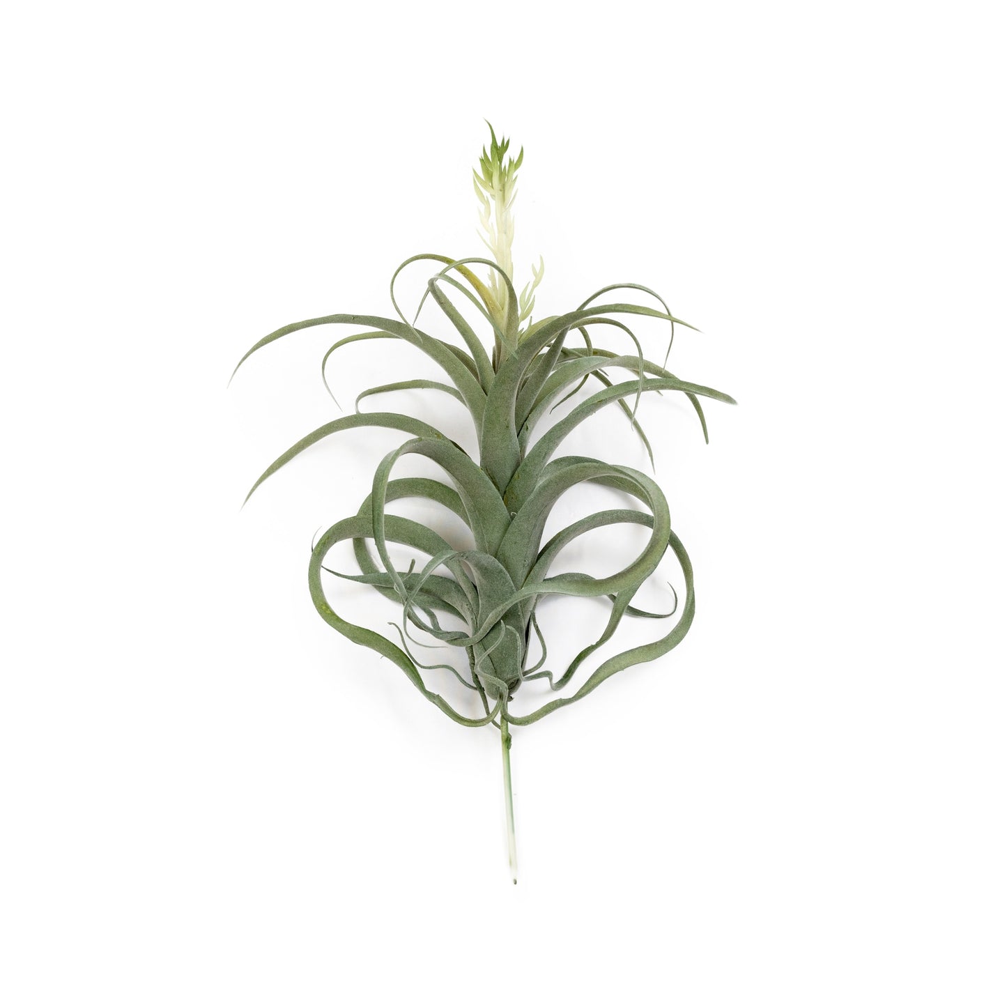 Pineapple Grass