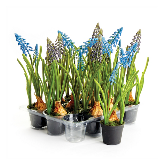 Muscari Drop-ins