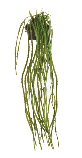 Orchid Cactus Drop-In