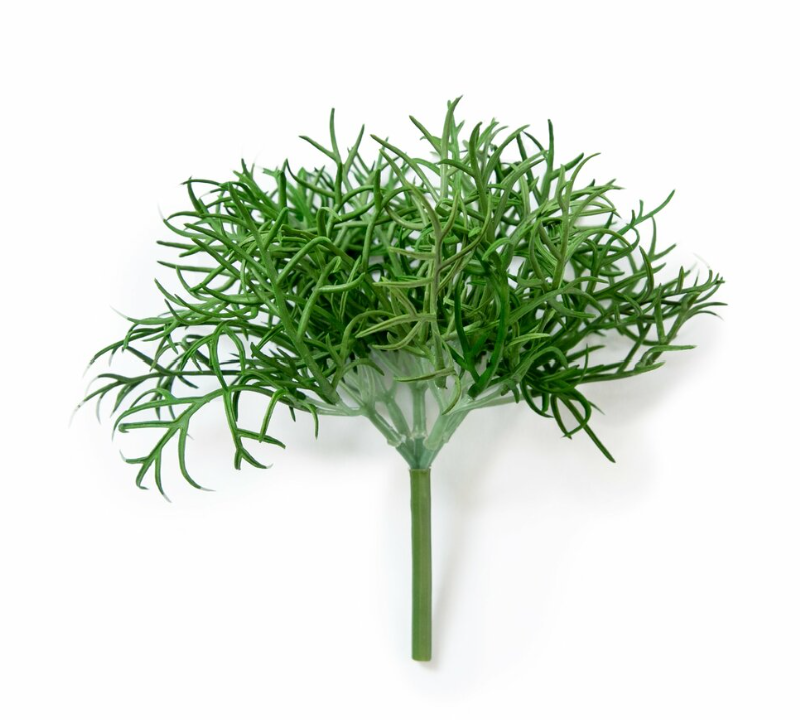 Little Vanilla Plant