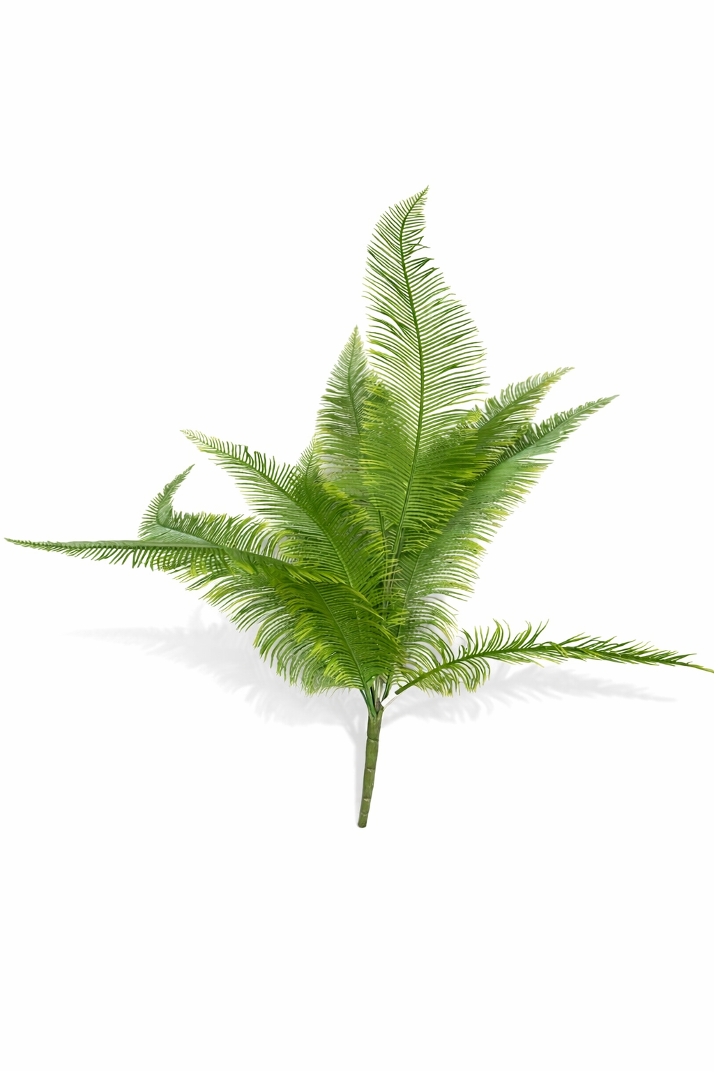 Wuill Fern Bush Stem