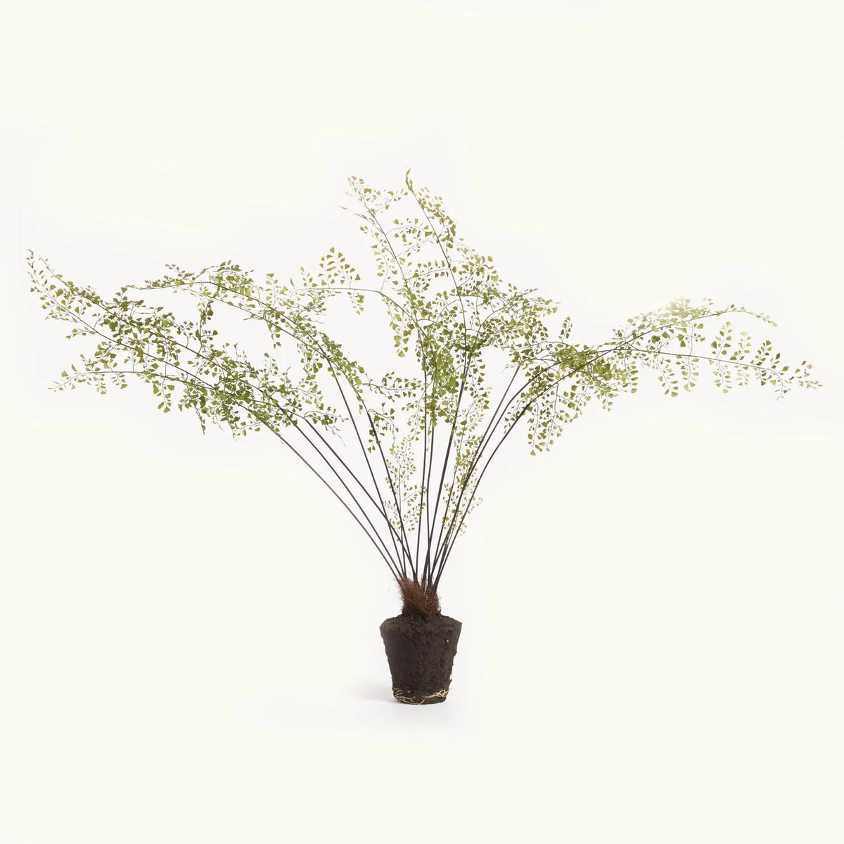 Maidenhair Drop-In 44"