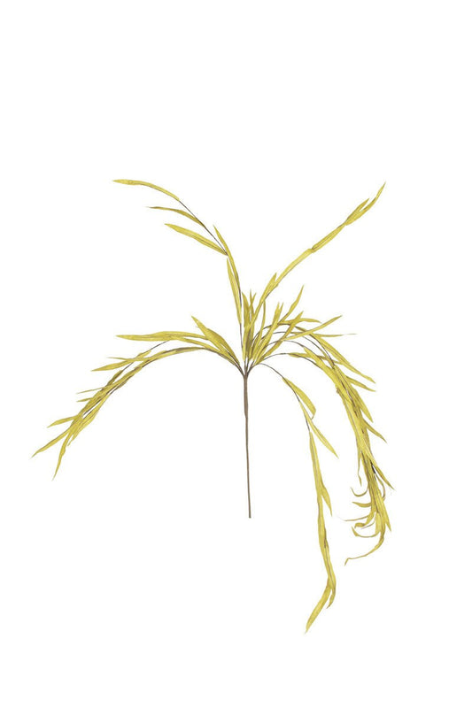Yellow Grass Stem