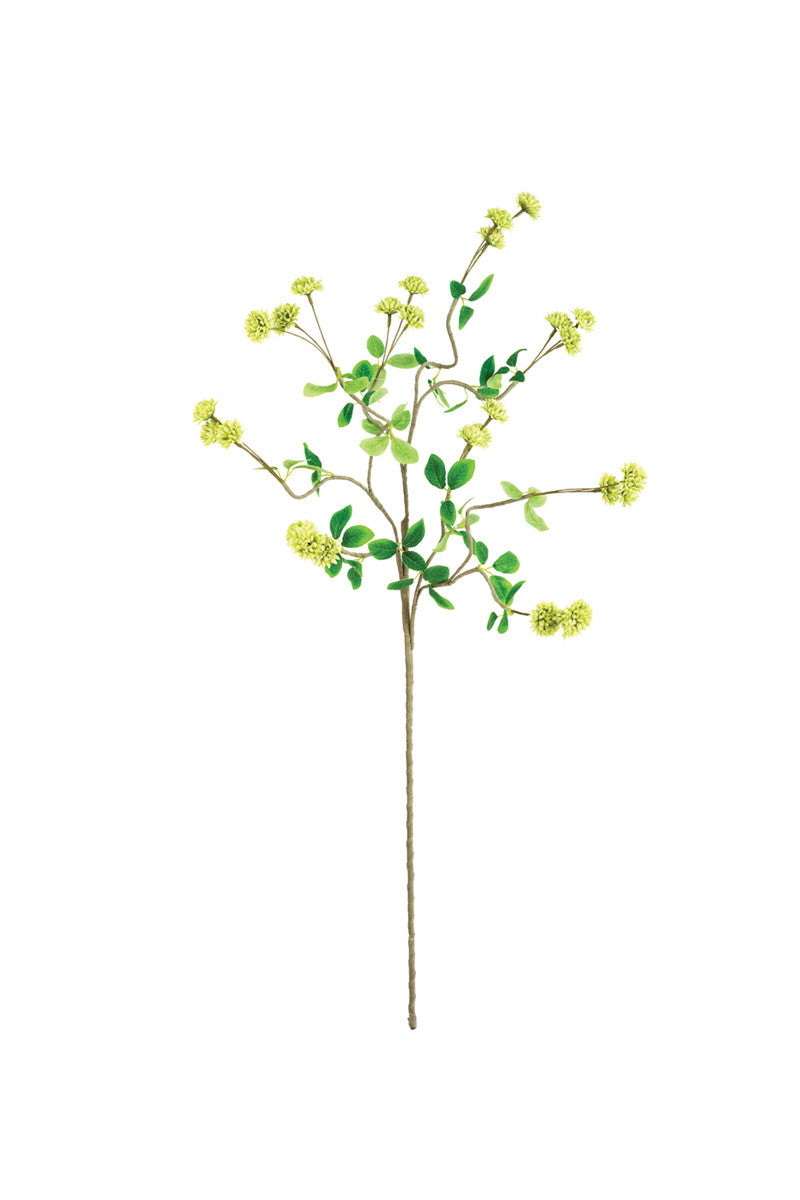 Ladino Stem