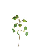 Botanica Branch