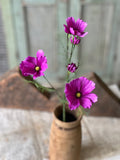 Purple Cockle Cosmos