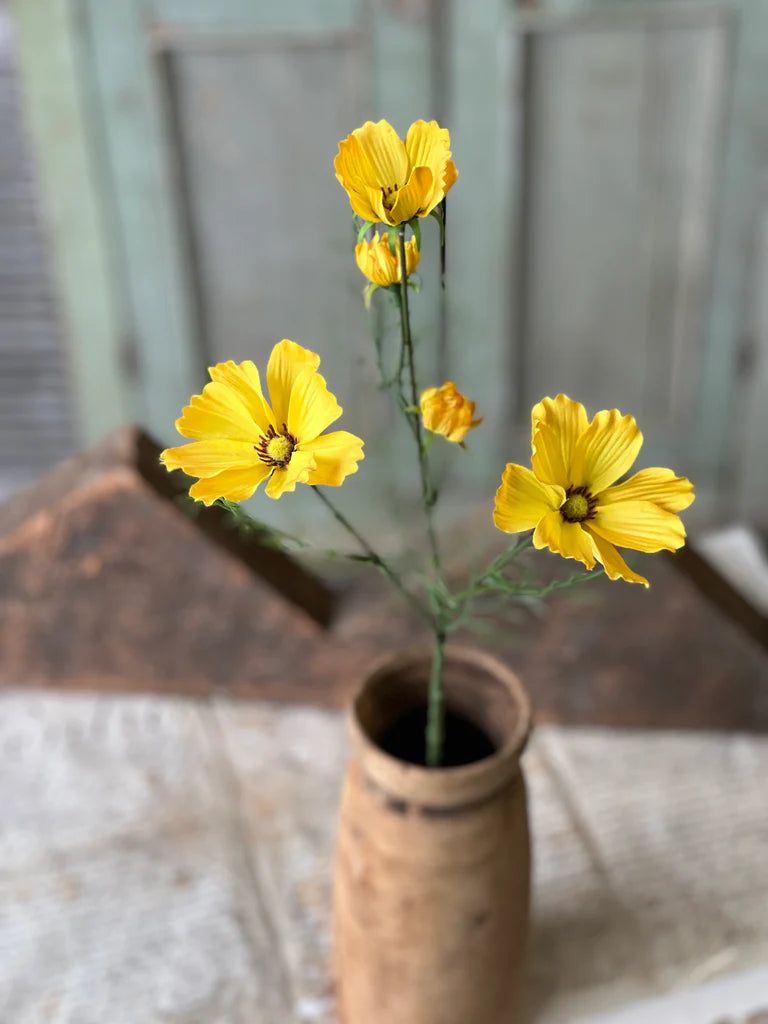 Yellow Cockle Cosmos