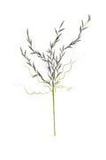 Lavender Bud Stem