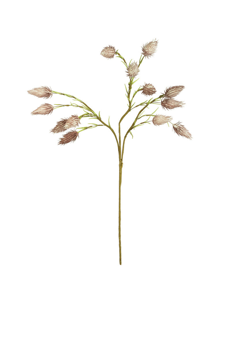 California Thistle Stem