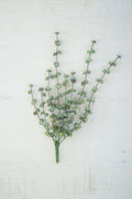 Succulent Bush