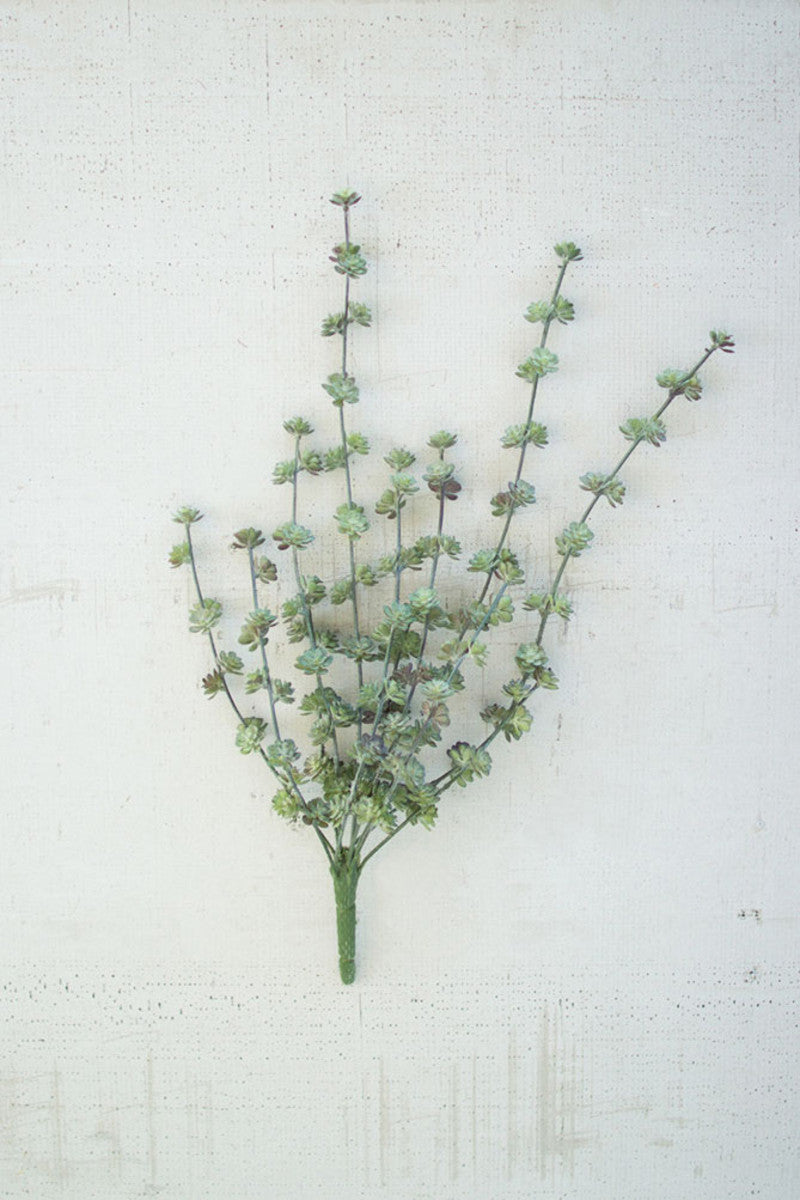 Succulent Bush