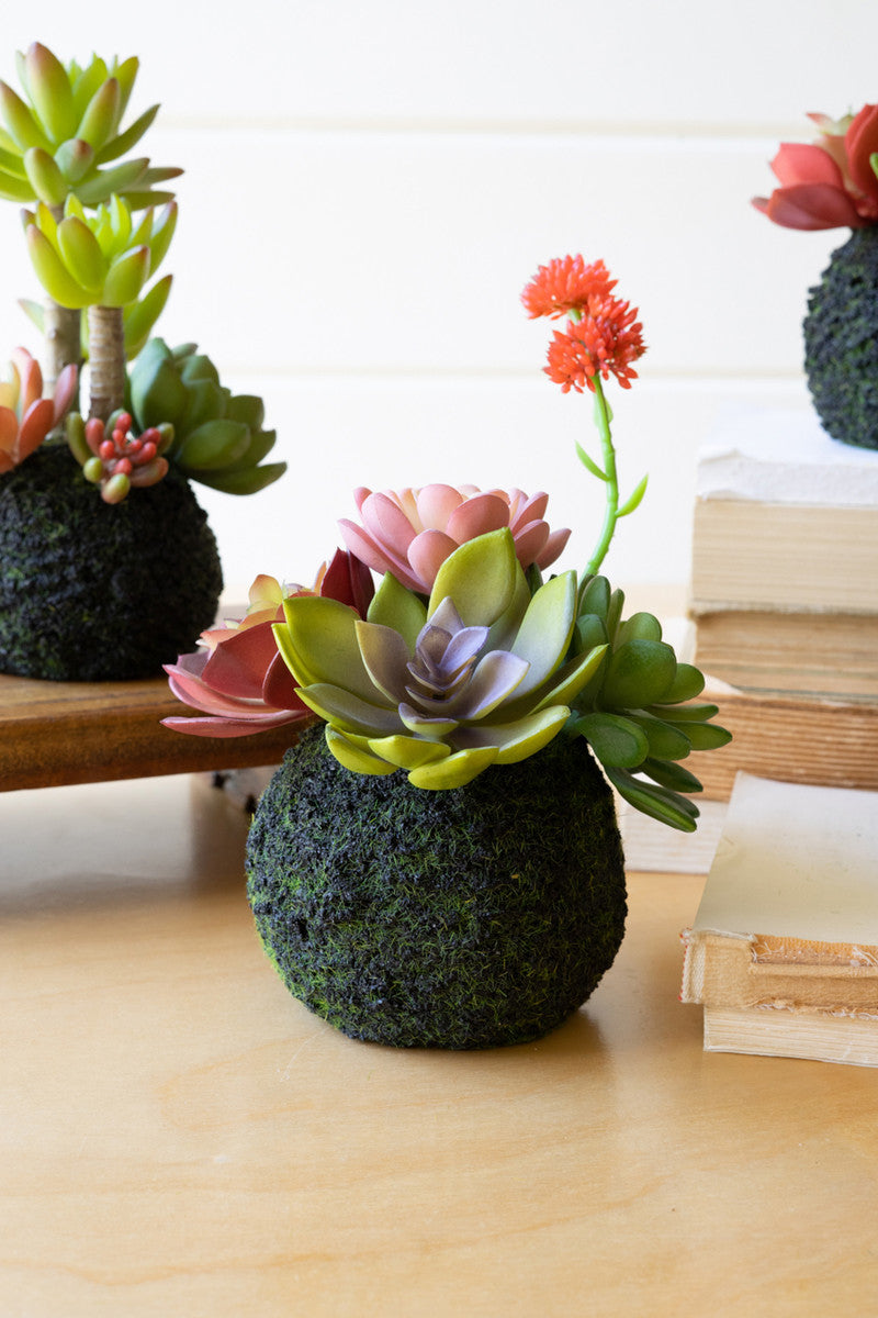 Succulent Moss Balls