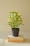 Artificial Schefflera in Black Plastic Pot