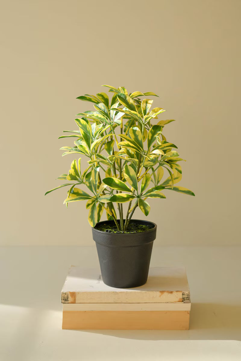Artificial Schefflera in Black Plastic Pot