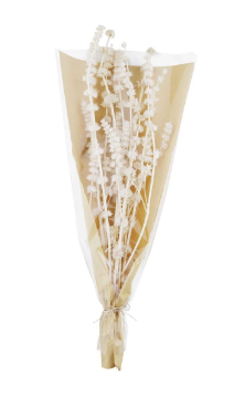 Lion's Grass Bundle