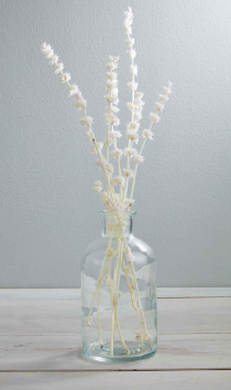 Lion's Grass Bundle