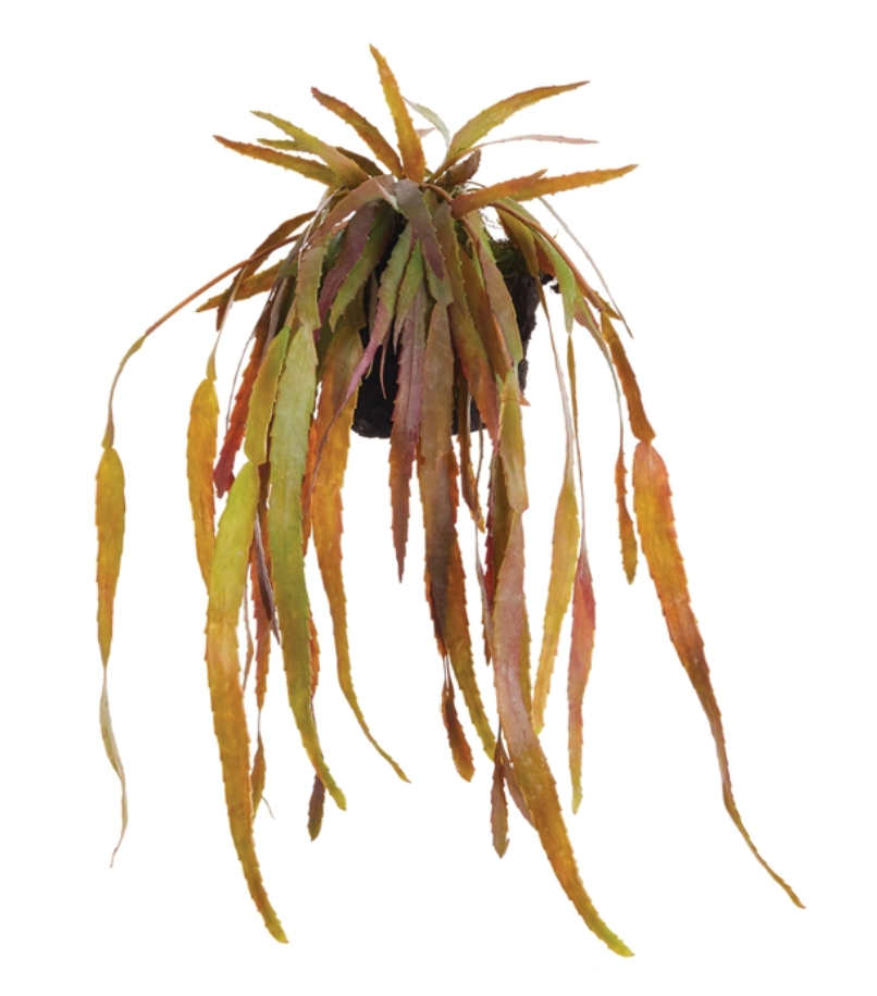 Rhipsalis Drop-In