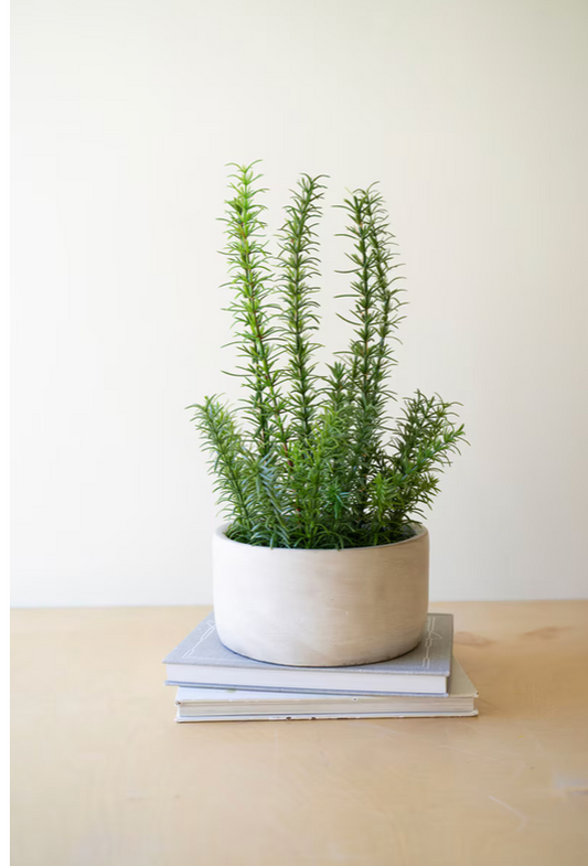 Faux Rosemary Plant in Concrete Pot