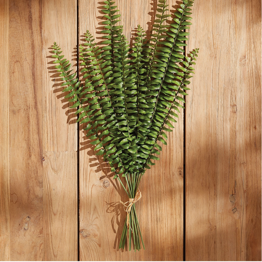 Boston Fern Stem Bundle