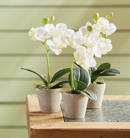 Mini Potted Phalaenopsis