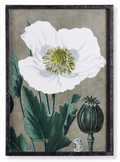 Poppy Prints Wall Decor