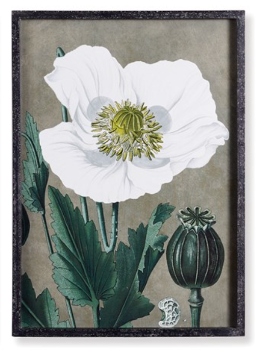 Poppy Prints Wall Decor