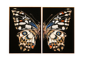 Butterfly Paired Wall Art