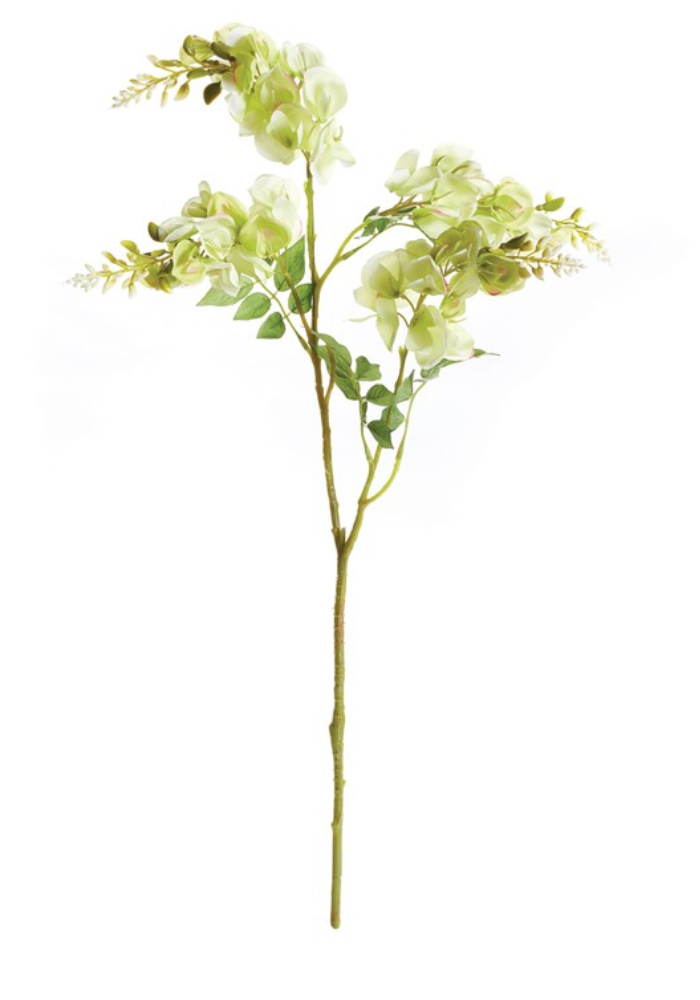 Wisteria Stem