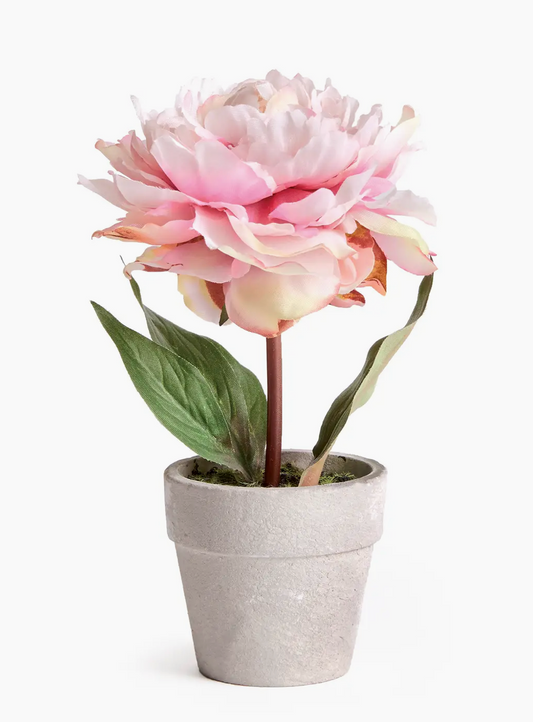 Light Pink Mini Potted Peony