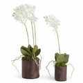Dendrobium Drop-Ins