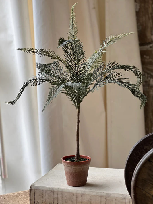 Sonora Palm Tree