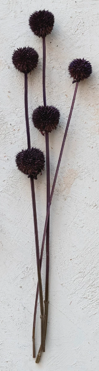 Dried Natural Thistle Bunch