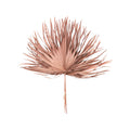 Dried Palm Leaf Bunch