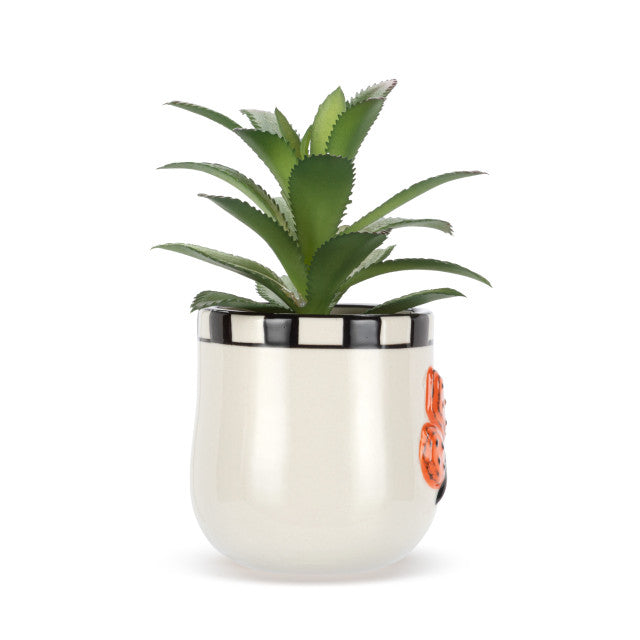 Mini Succulent - Butterfly