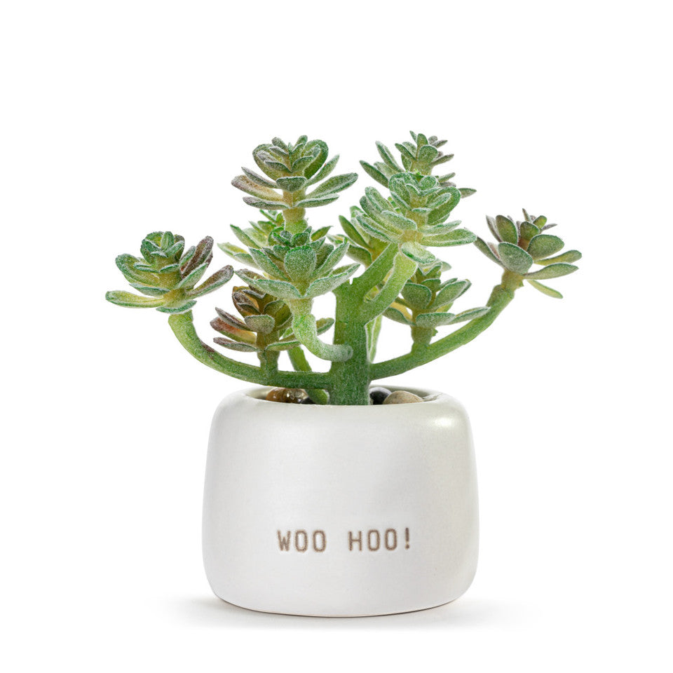 Woo Hoo Just Because Mini Succulent