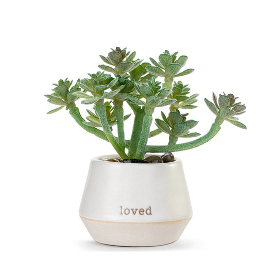 Loved Just Because Mini Succulent