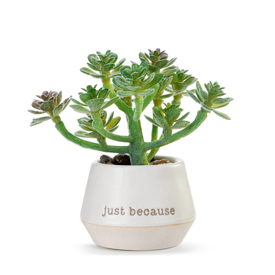 Loved Just Because Mini Succulent