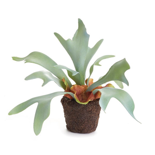 Staghorn Fern Drop In
