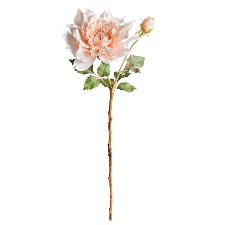 Dahlia Stem