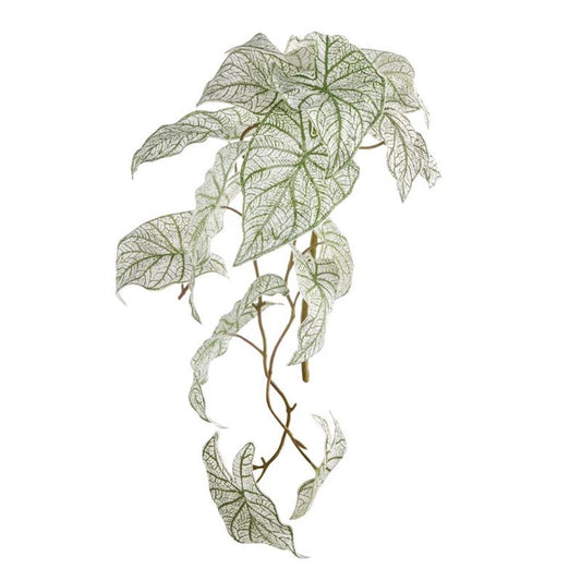 Caladium Spiller Stem