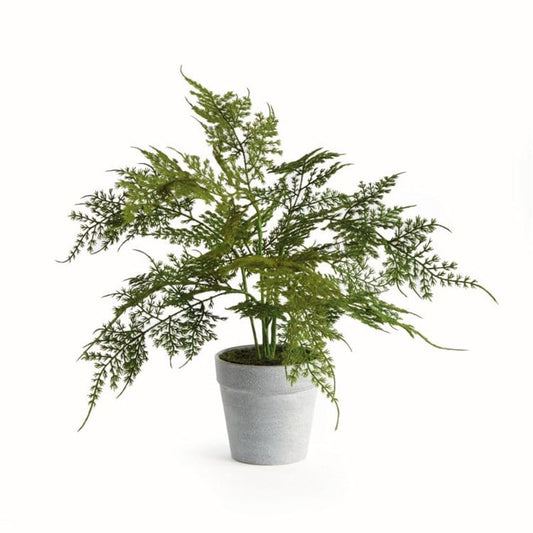 Plumosa Fern Drop-in