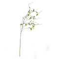Hops Branch
